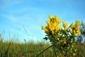 Branches of flowering genista tinctoria dyerÃ¢â¬â¢s greenweed or dyer`s broom